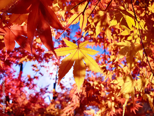 Colorful Leaves at Cheolam Maple Colony, Taebaek, Gangwondo, South Korea, Asia photo