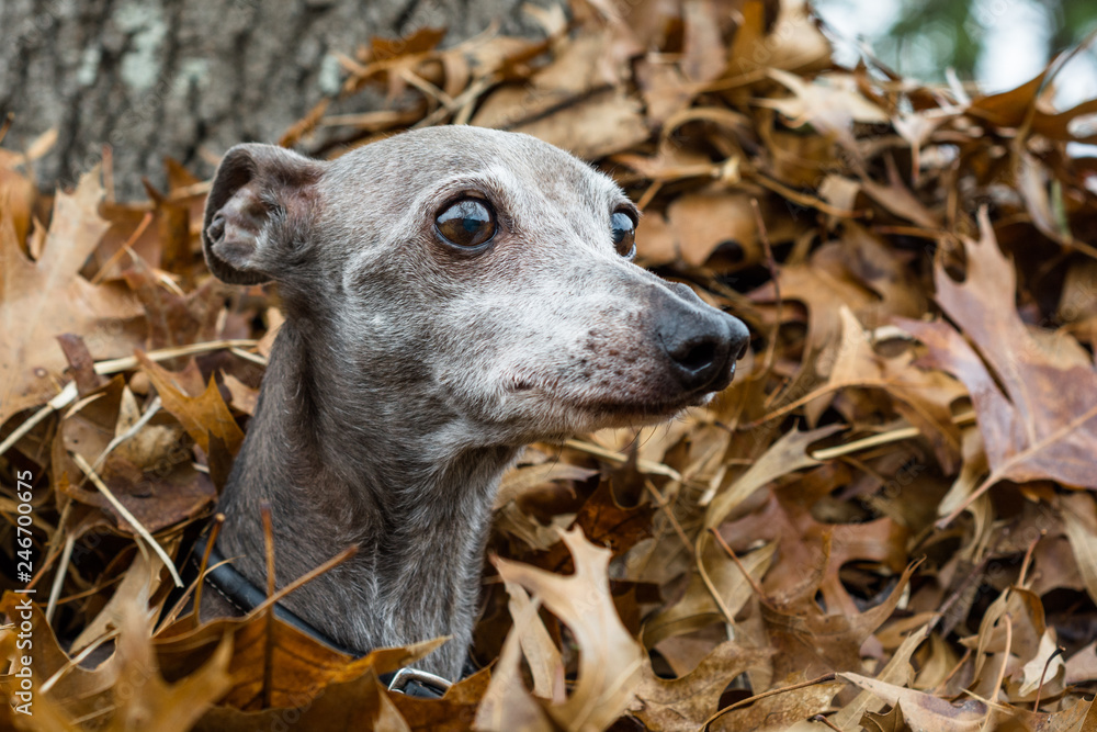Italian Greyhound peeking out of a pile of leaves Italian Greyhound peeking out of a pile of leaves