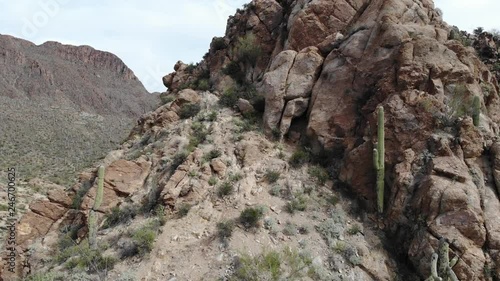 Saguaros in Arizona