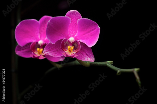 Fototapeta Naklejka Na Ścianę i Meble -  Two purple orchids