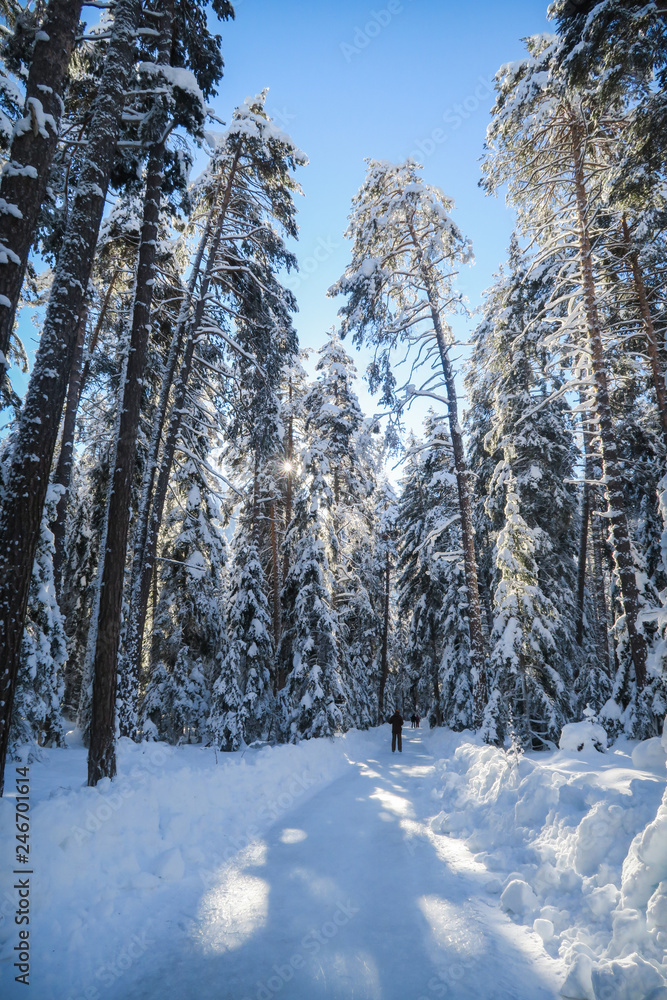 Fototapeta premium Winter wonderland in Switzerland