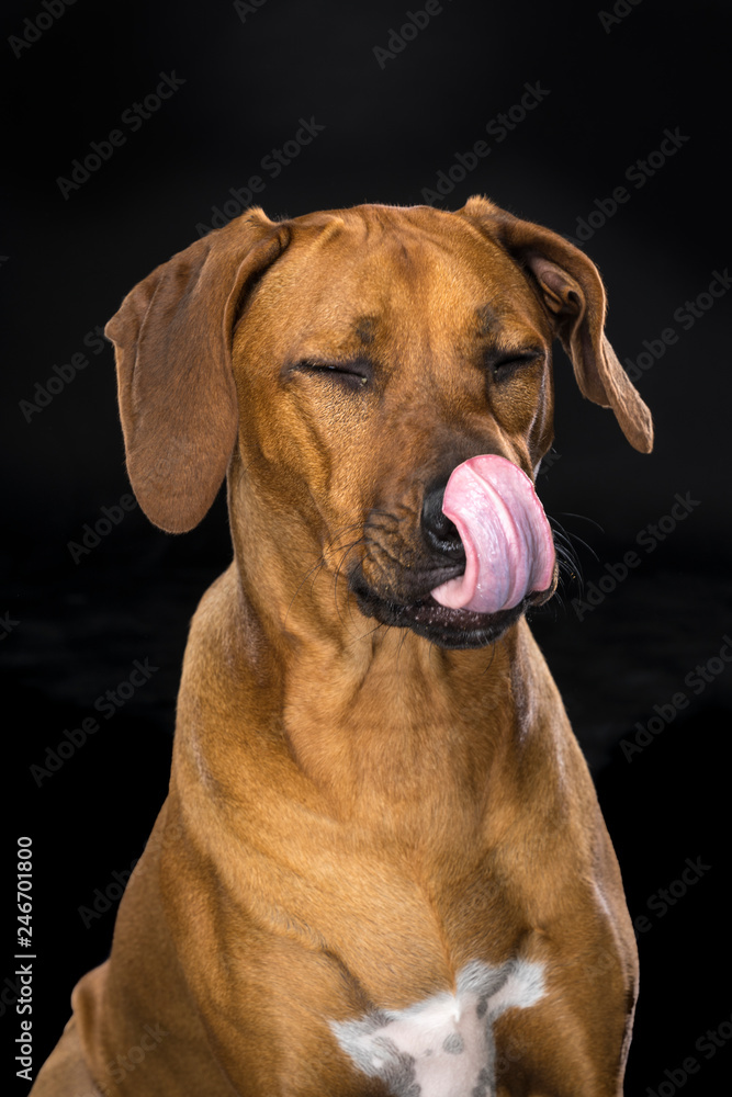 Portrait Rhodesian Ridgeback dog isolated black background sitting licking nose
