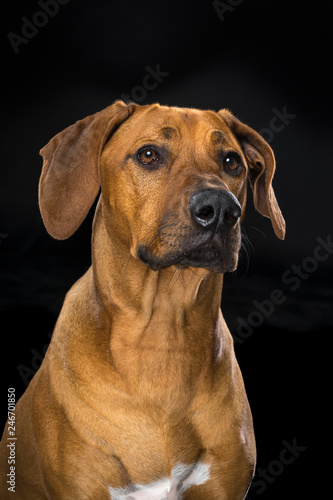 Portrait Rhodesian Ridgeback dog isolated black background sitting