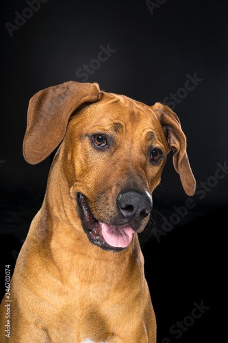 Portrait Rhodesian Ridgeback dog isolated black background sitting