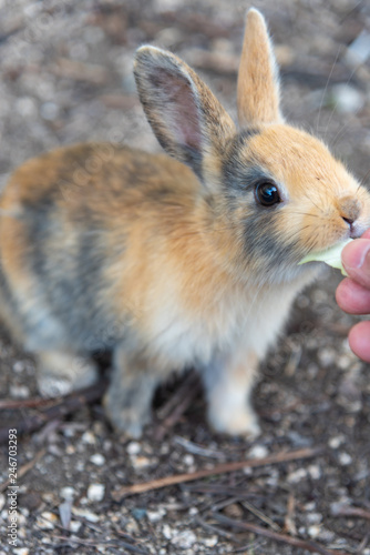 Feeding an adorable yellow black baby rabbit on Okunoshima, as known as the Rabbit Island. Numerous feral rabbits that roam the island, they are rather tame and will approach humans. Hiroshima, Japan. © Shawn.ccf