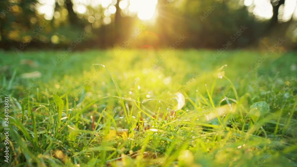 Dolly Low Angle Shot of Grass with Dew in the Autumn Morning with Beautiful Sunshine. Background video with nice bokeh and lense flare Dolly Low Angle Shot of Grass with Dew in the Autumn Morning with Beautiful Sunshine. Background video with nice bokeh and lense flare