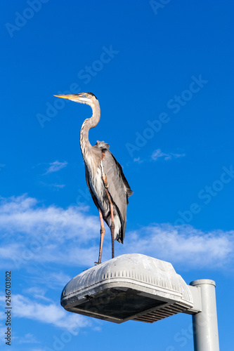 Blue Heron perches on light pole near Ringling Causeway Bridge photo