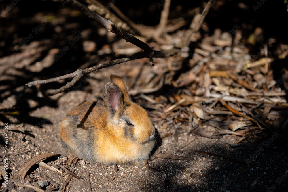 Close up an adorable yellow black baby rabbit in sunny day with nature background on Okunoshima, as known as the Close up an adorable yellow black baby rabbit in sunny day with nature background on Okunoshima, as known as the