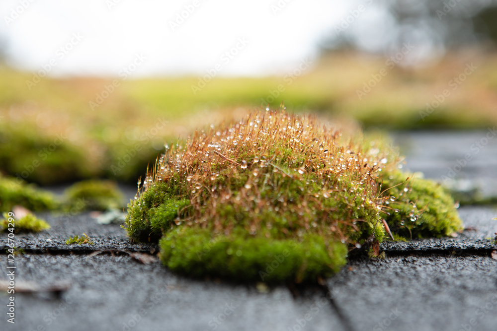 moss on rooftop