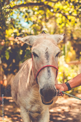 Farmer holding cute donkey on farm © Dihandra