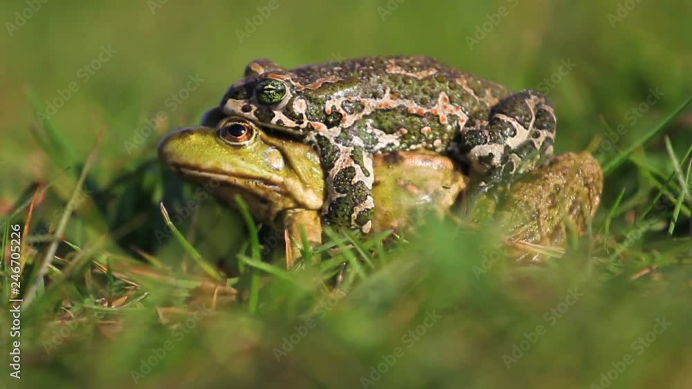 Two frogs of different species to mate Two frogs of different species to mate
