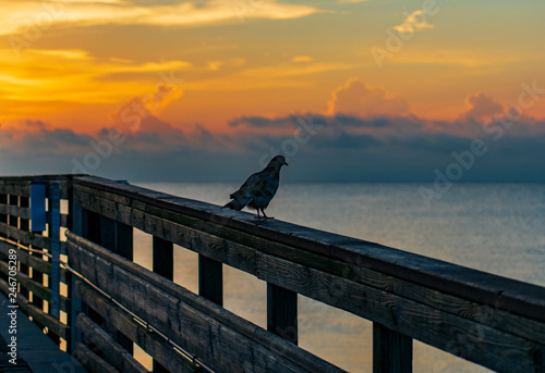 the dove on the pier