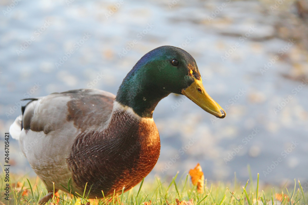 Fototapeta premium Curious grey duck with green head