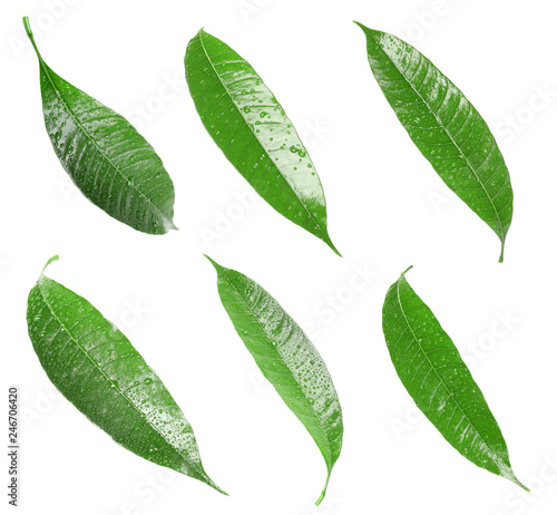 Composition of fresh mango leaves with water drops on white background, top view © New Africa