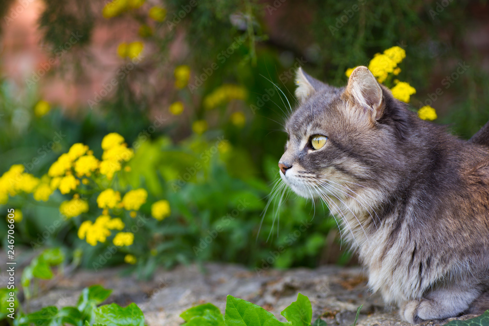 Gray fluffy domestic cat looking away with spring yellow flowers on the background.