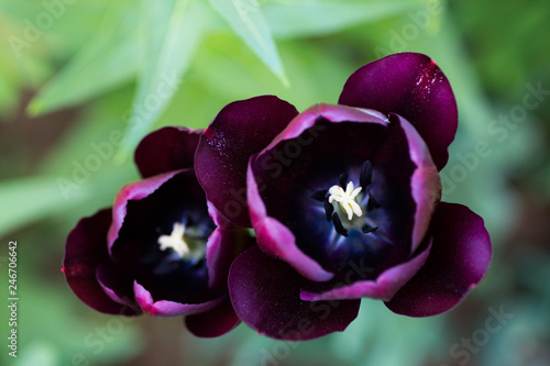 Closeup two Black Jack tulips outdoor on green blurred background. photo