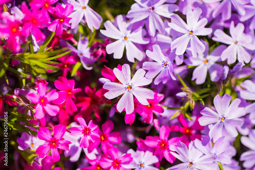 Close-up many pink and lilac awl phlox on sunny day.