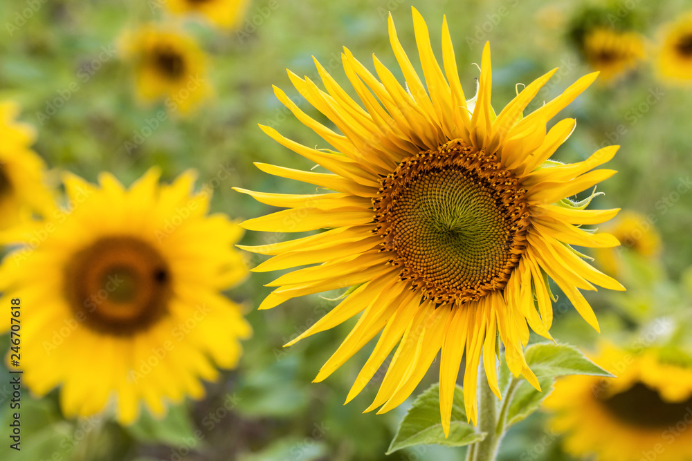 field of sunflowers