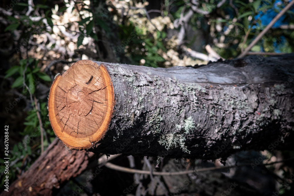 Fototapeta premium logs in the forest