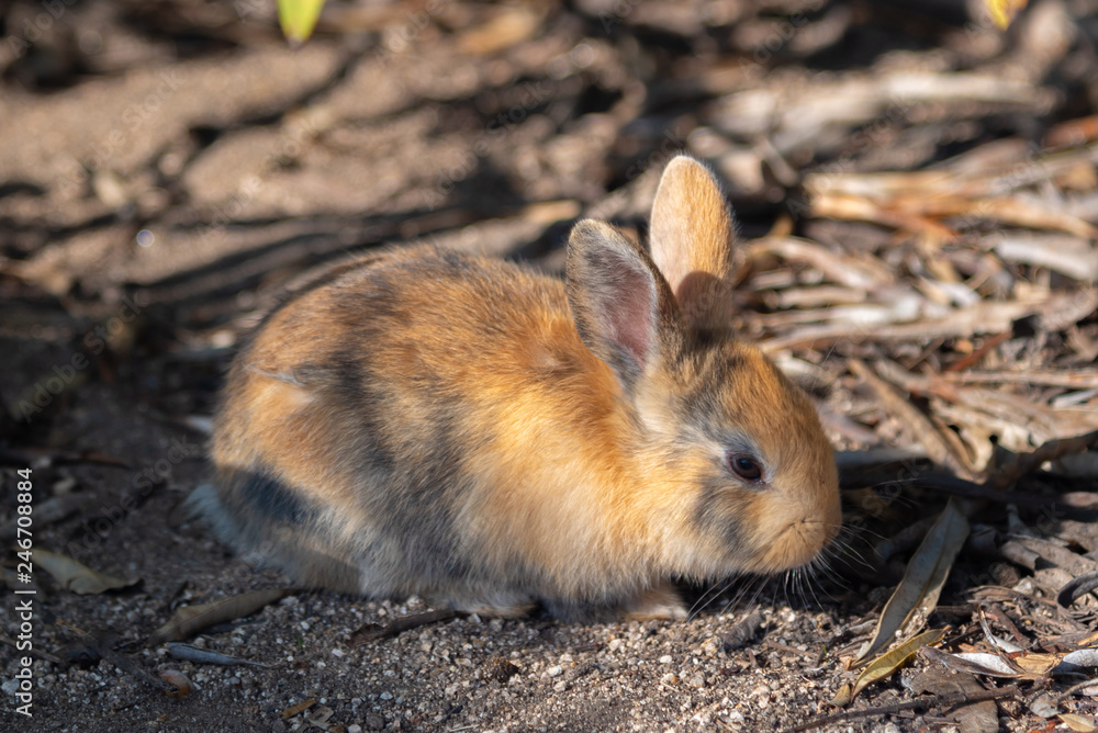 Close up an adorable yellow black baby rabbit in sunny day with nature background on Okunoshima, as known as the Close up an adorable yellow black baby rabbit in sunny day with nature background on Okunoshima, as known as the