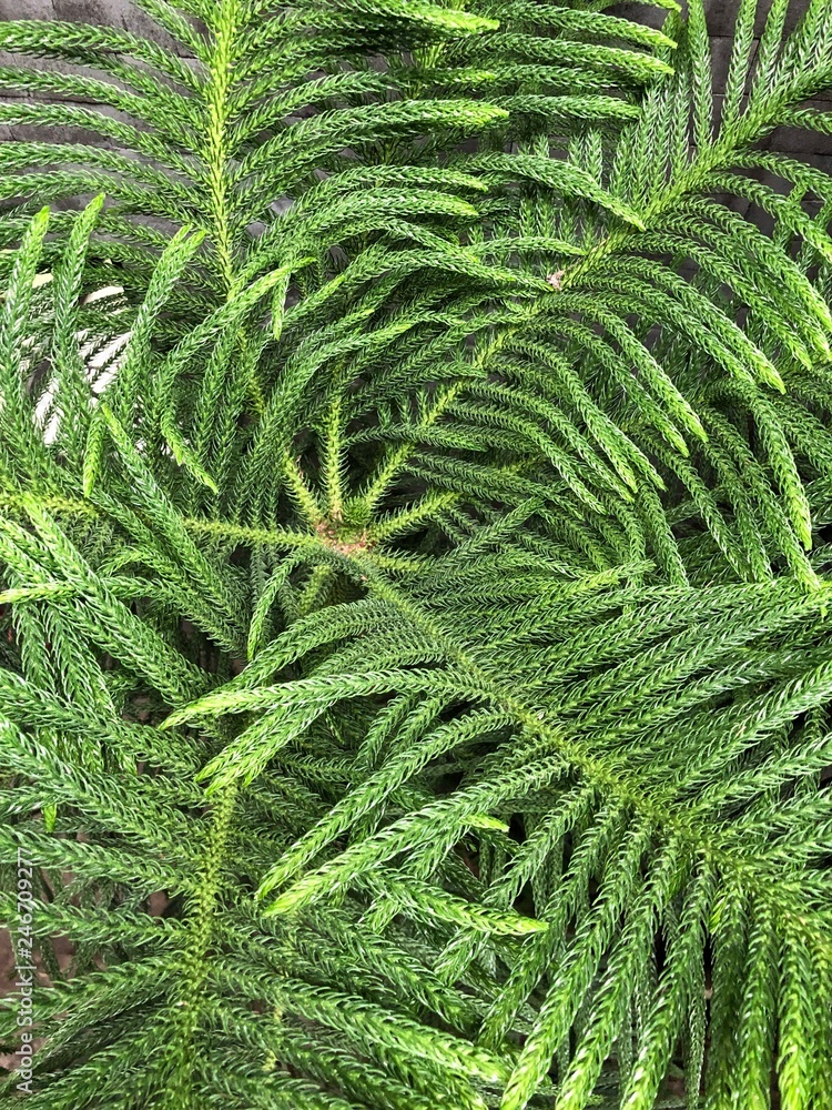 Background of fir trees branches Background of fir trees branches