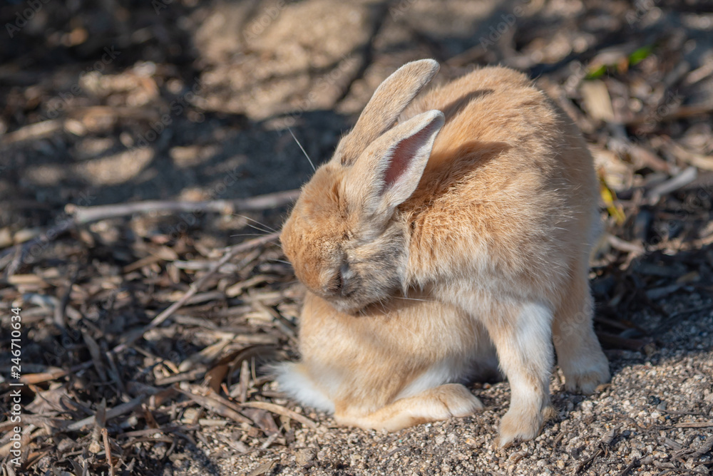 Fototapeta premium Close-up brown rabbit in sunny day