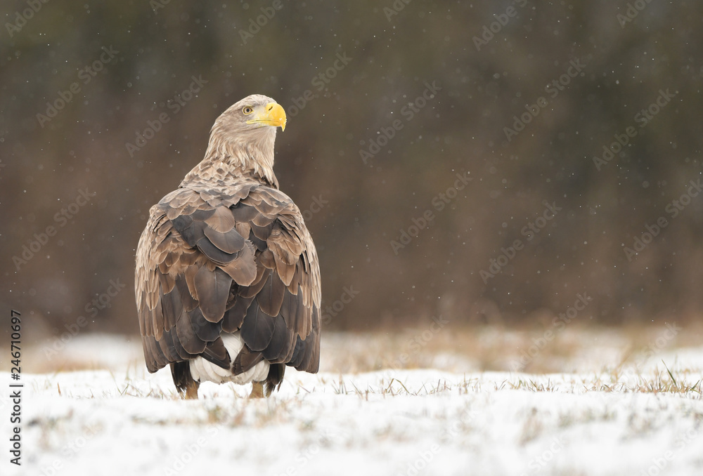 Fototapeta premium White tailed eagle (Haliaeetus albicilla)
