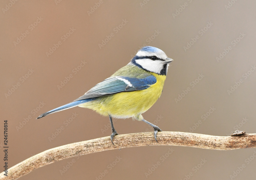 Obraz premium Blue tit (Cyanistes caeruleus)