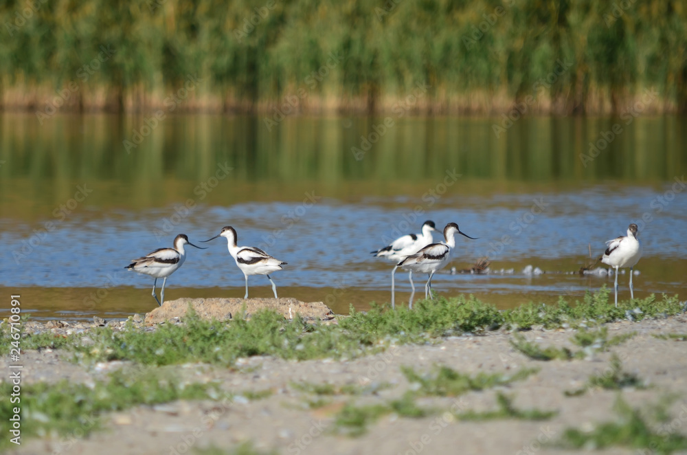 Kluut. Recurvirostra avosetta. The Pied avocet group in its natural habitat. Fauna of Ukraine. Kluut. Recurvirostra avosetta. The Pied avocet group in its natural habitat. Fauna of Ukraine.