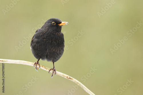 Blackbird (Turdus merula)