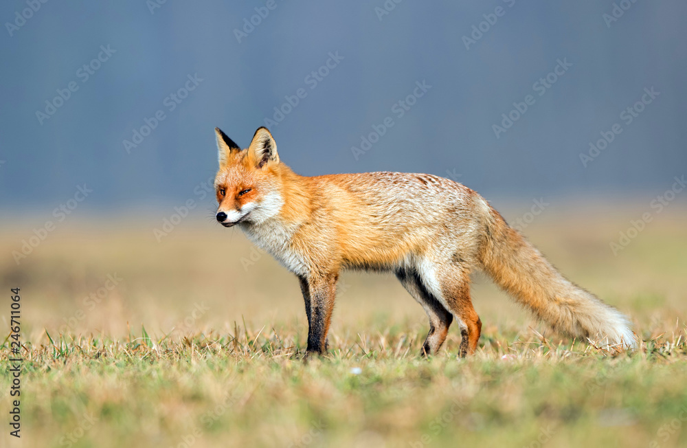 Fototapeta premium Fox (Vulpes vulpes)