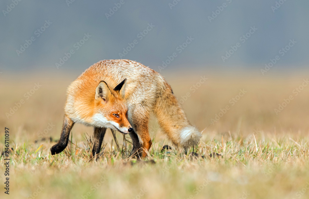 Fox (Vulpes vulpes) Fox (Vulpes vulpes)