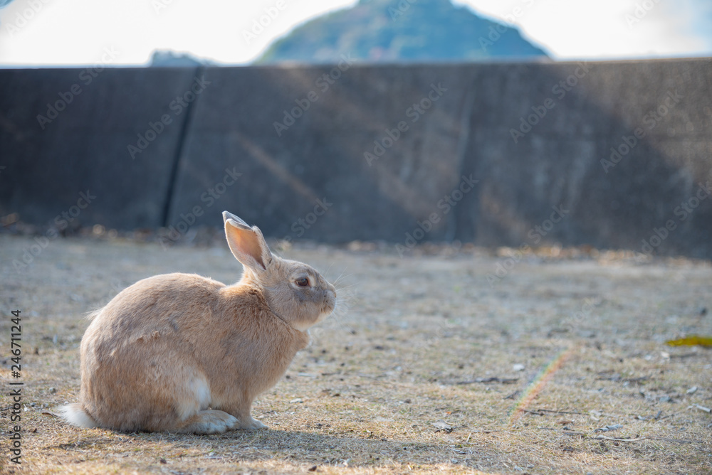 Cute relaxing rabbit on the road under the sunlight. in Okunoshima Island, as known as the Cute relaxing rabbit on the road under the sunlight. in Okunoshima Island, as known as the