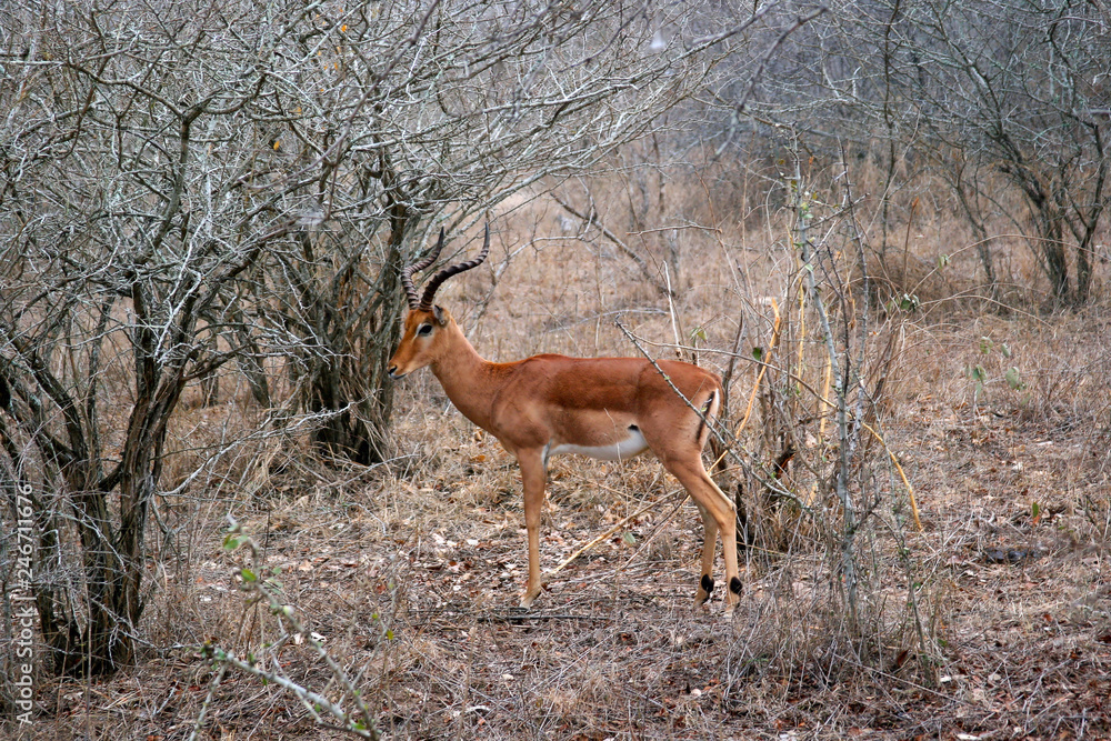 Impala stood side on in bush Impala stood side on in bush