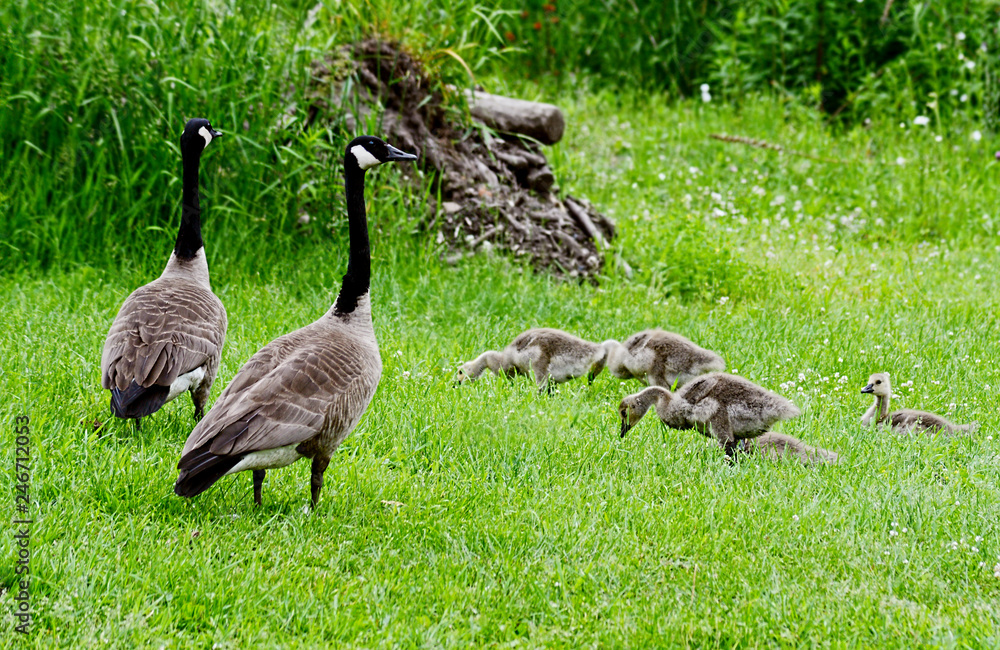 Canada Goose families strolling in green grass. Canada Goose families strolling in green grass.