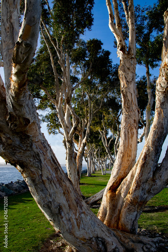 Paper Eucalyptus Trees Align Beautifully at Embarcadero Park