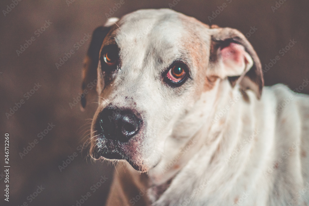 Bulldog dog breed on a dark Background