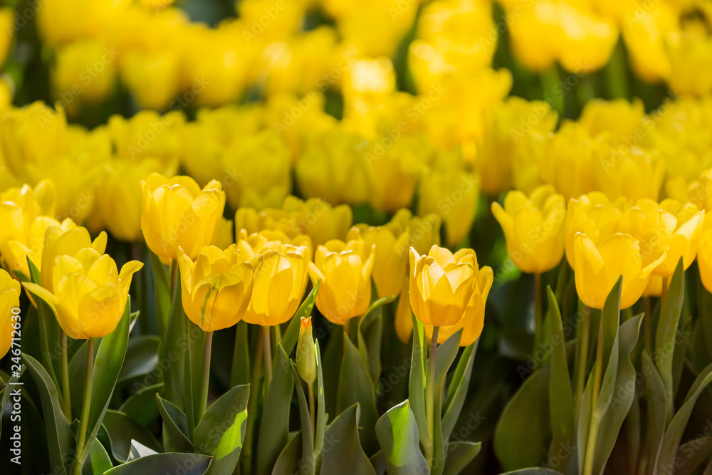 Obraz premium Tulip bloom in the garden with lens blurred effect as foreground and background, some in a row and some of it spread out