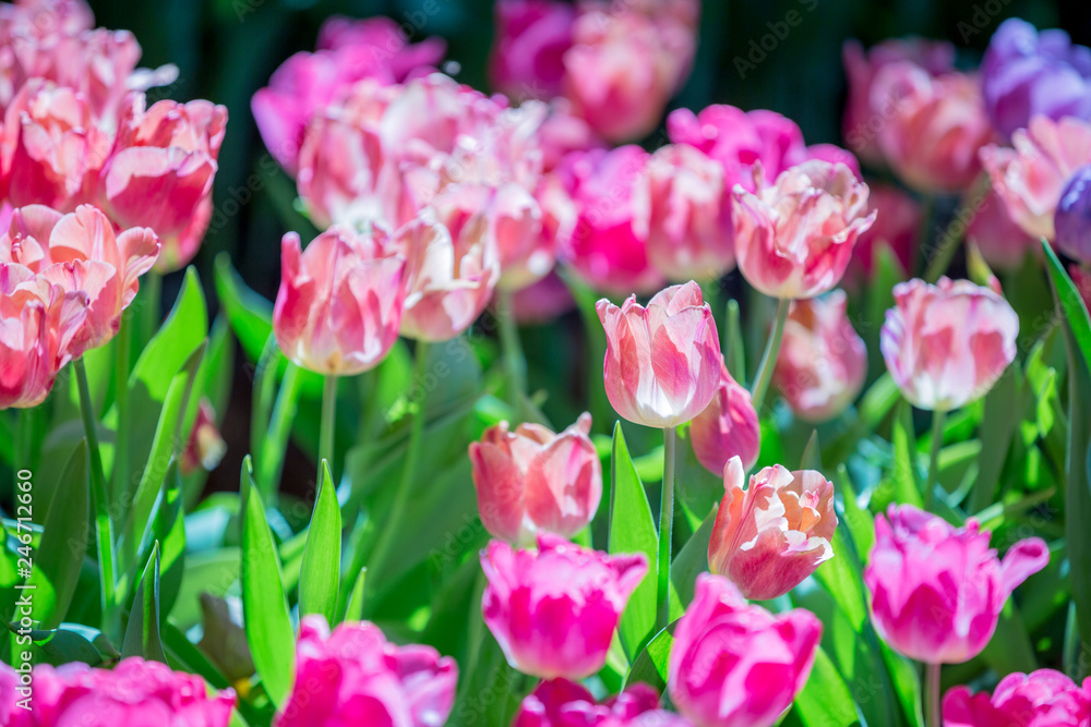 Tulip bloom in the garden with lens blurred effect as foreground and background, some in a row and some of it spread out