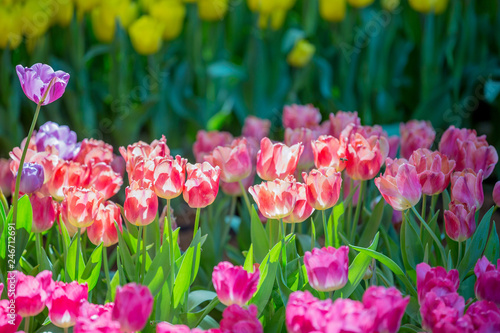 Tulip bloom in the garden with lens blurred effect as foreground and background  some in a row and some of it spread out
