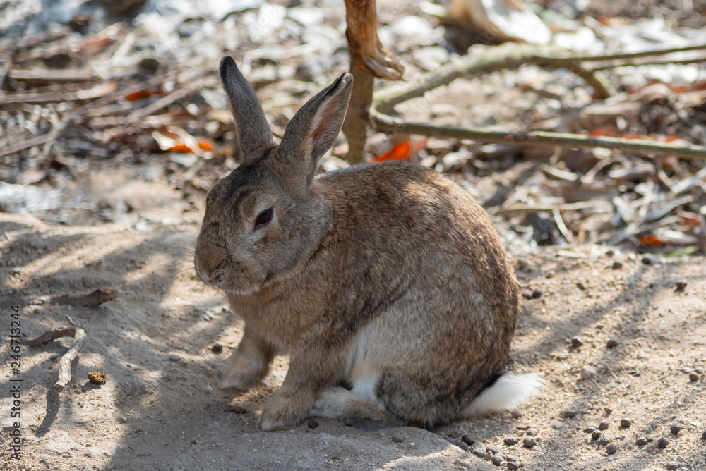 Close-up brown rabbit in sunny day Close-up brown rabbit in sunny day
