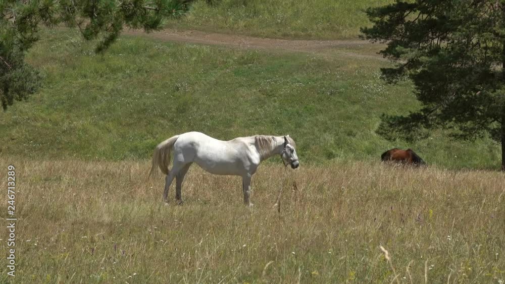 White horse grazing on meadow at summer, 4k White horse grazing on meadow at summer, 4k