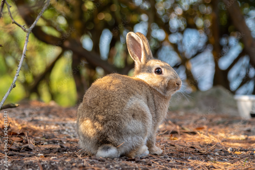 Close-up brown rabbit in sunny day Close-up brown rabbit in sunny day