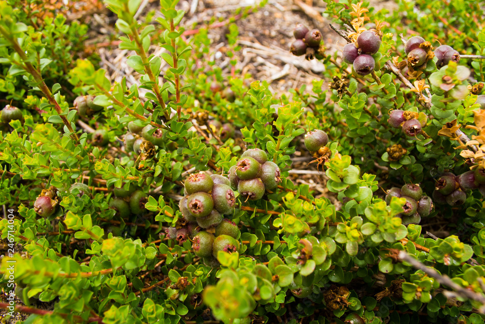 Australian native plant Muntries (Kunzea pomifera) with berries Australian native plant Muntries (Kunzea pomifera) with berries