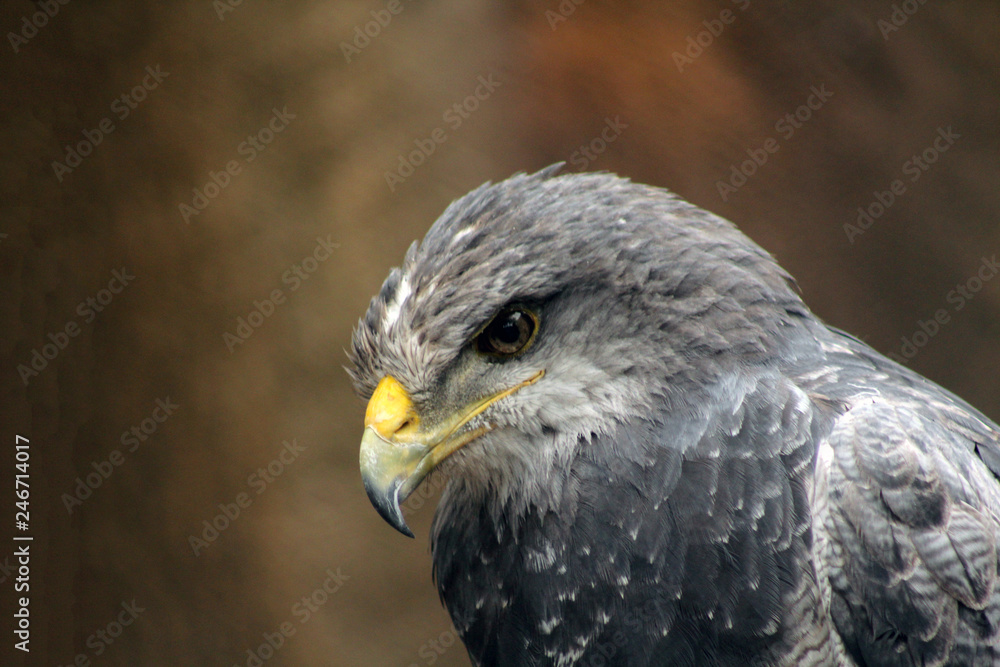 Close up of black eagle with yellow beak