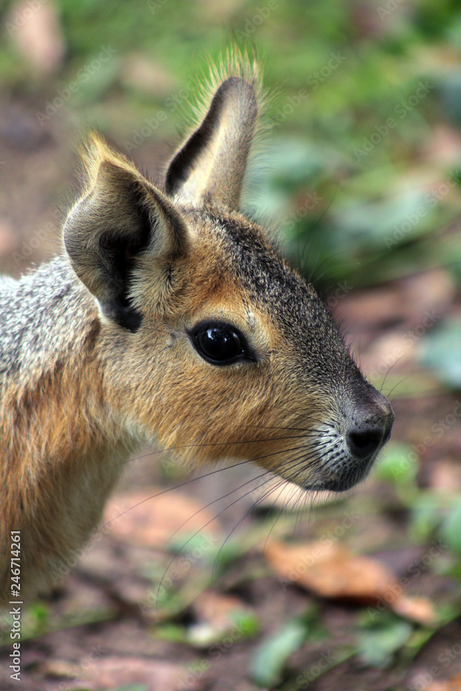 Hare. Native animal of Argentina, it is also known as Mara Patagonica Hare. Native animal of Argentina, it is also known as Mara Patagonica
