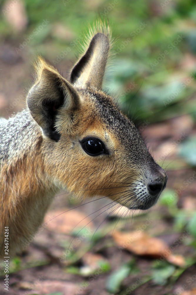 Hare. Native animal of Argentina, it is also known as Mara Patagonica