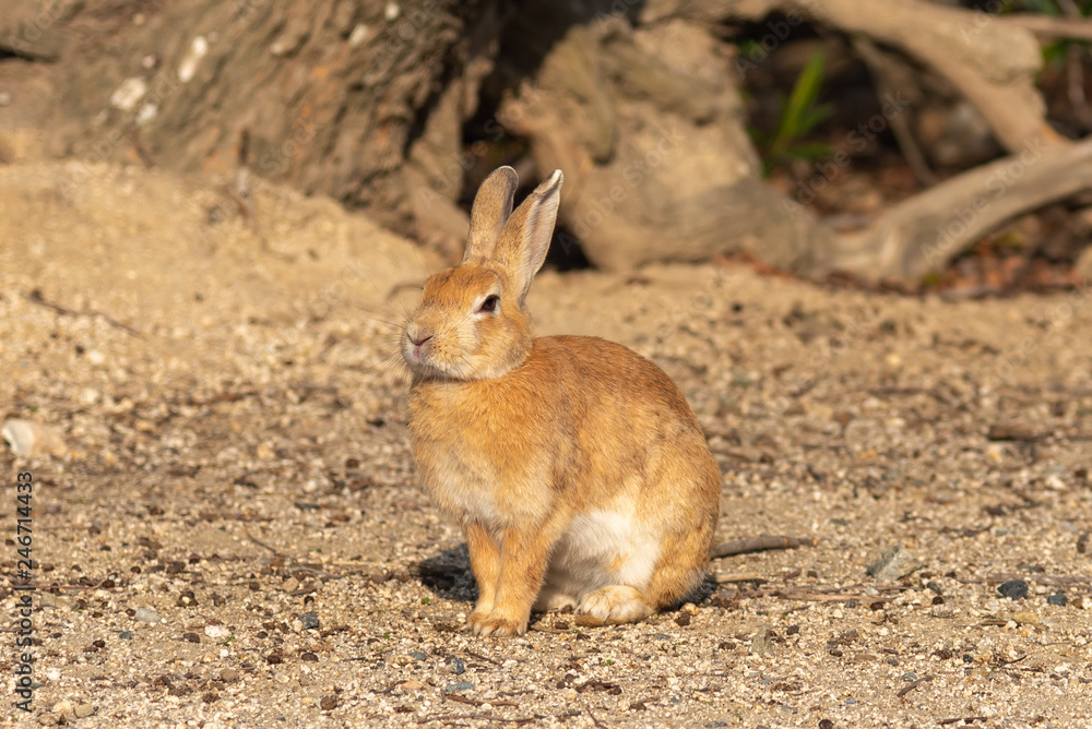 Close-up brown rabbit in sunny day Close-up brown rabbit in sunny day
