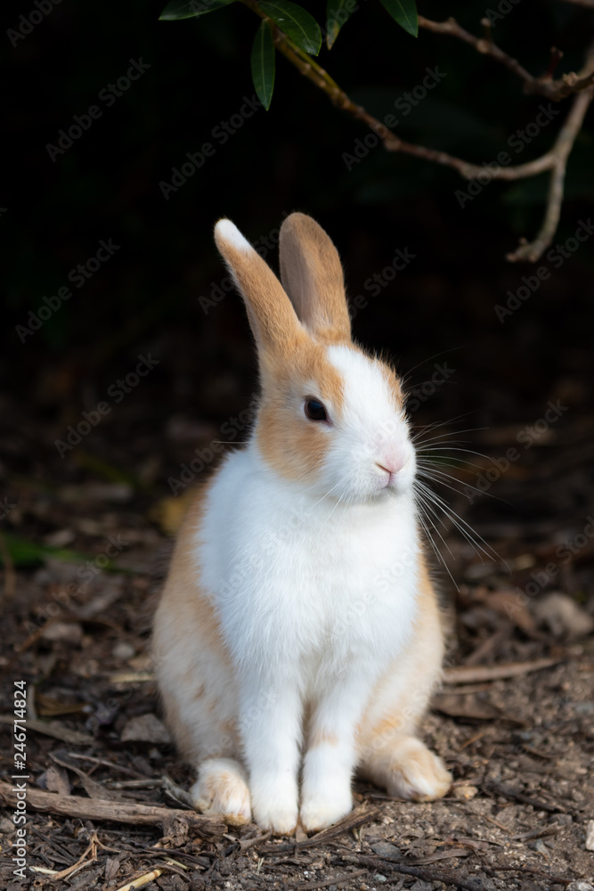 Fototapeta premium An adorable yellow white rabbit