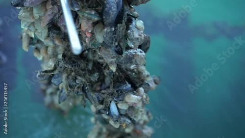 Caucasian man taking fresh raw New Zealand Greenshell Mussels from line on farm in Marlborough Sounds - close up photo